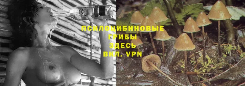 Галлюциногенные грибы Psilocybe  Кемь 